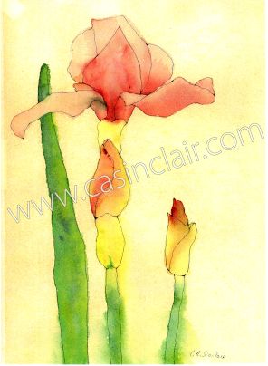 Pink Iris in Bloom